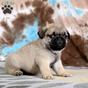 Carlos, Pug Puppy